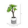 15" Green Potted Succulent - view 3 of 3