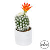 9" Green Potted Cactus 2/Pk - view 3 of 3