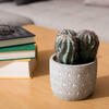 9" Green Potted Cactus - view 2 of 2