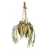 22"  Staghorn Fern in Hnging Ceramic Pot - view 1 of 2