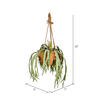 22"  Staghorn Fern in Hnging Ceramic Pot - view 2 of 2