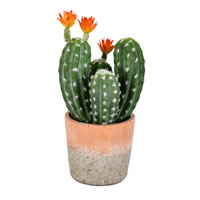 Flowering Cactus