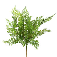 Green Fern Stems