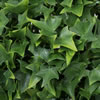 Vickerman Artificial Mini Ivy - view 3 of 4