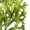 31.5" Purple/Green Staghorn Fern 2/pk - view 2 of 5