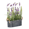 Vickerman Artificial Lavender Flower Fern in Iron Pot - view 1 of 4