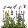 Vickerman Artificial Lavender Flower Fern in Iron Pot - view 3 of 4