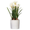 16.5" White Daffodil in Ceramic Pot - view 1 of 5