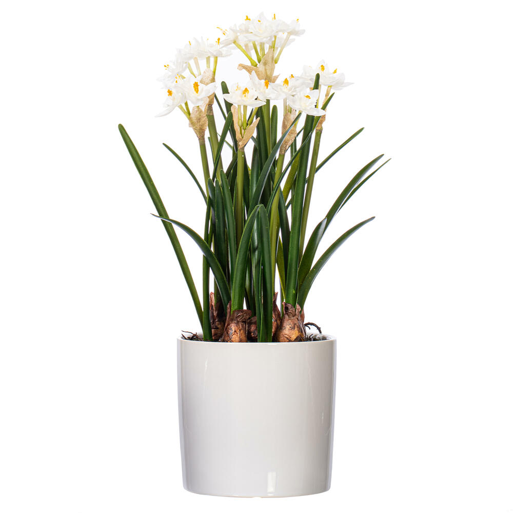 16.5" White Daffodil in Ceramic Pot