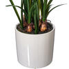 16.5" White Daffodil in Ceramic Pot - view 4 of 5