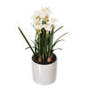 16.5" White Daffodil in Ceramic Pot - view 5 of 5