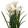16.5" White Daffodil in Ceramic Pot - view 3 of 5