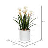 16.5" White Daffodil in Ceramic Pot - view 2 of 5