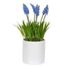 13.5" Hyacinth Flower in Ceramic Pot - view 1 of 2