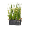 Vickerman Artificial Daffodil Series - view 1 of 6