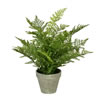 19" Green Fern In Pot - view 1 of 3