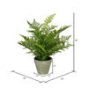 19" Green Fern In Pot - view 3 of 3