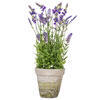 Vickerman Artificial Lavender Topiary - view 1 of 5