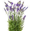 Vickerman Artificial Lavender Topiary - view 2 of 5