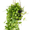 29" Mini Leaf Hanger In Pot - view 3 of 6