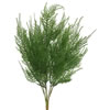 Vickerman Artificial Green Asparagus Bush - view 1 of 3