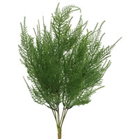 Asparagus