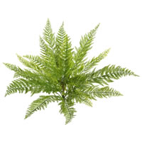 Lace Fern Bushes