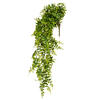 30" Green Buckler Fern Vine - view 1 of 8