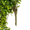 30" Green Buckler Fern Vine - view 5 of 8