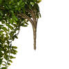 30" Green Buckler Fern Vine - view 7 of 8