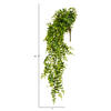 30" Green Buckler Fern Vine - view 4 of 8
