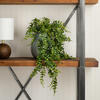 30" Green Buckler Fern Vine - view 2 of 8