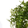 30" Green Buckler Fern Vine - view 3 of 8