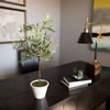 27" Olive Hill Tree W/ Container - view 2 of 8