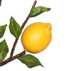 Vickerman Artificial Green and Yellow Lemon Spray - view 2 of 3