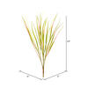 29" Green Dracena Marginata Bush - view 3 of 3