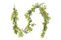 Mixed Olive Leaf Collection