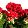 Vickerman Artificial Polyester Geranium Bush - view 3 of 6