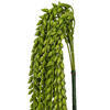 39" Green Senecio Bush W/1132 Bean - view 2 of 3