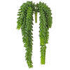 13" Donkey Tail Bush X 14 W/1311 Bean - view 1 of 3