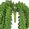 13" Donkey Tail Bush X 14 W/1311 Bean - view 3 of 3