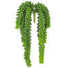 13" Donkey Tail Bush X 14 W/1311 Bean - view 2 of 3