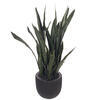 47" Dark Green Sansevieria Potted FT UV - view 5 of 5