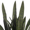 47" Dark Green Sansevieria Potted FT UV - view 3 of 5