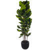 72" Green Fiddle Leaf Potted FT UV - view 5 of 5