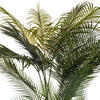 72" Green Areca Palm Potted FT UV - view 3 of 5
