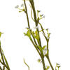 50" Green Mountain Prunus Stem 3/Pk - view 4 of 5