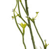 50" Green Mountain Prunus Stem 3/Pk - view 5 of 5