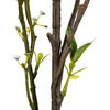 50" Green Mountain Prunus Stem 3/Pk - view 3 of 5