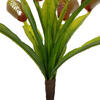 12" Green Venus Flytrap Plant 3/pk - view 6 of 6
